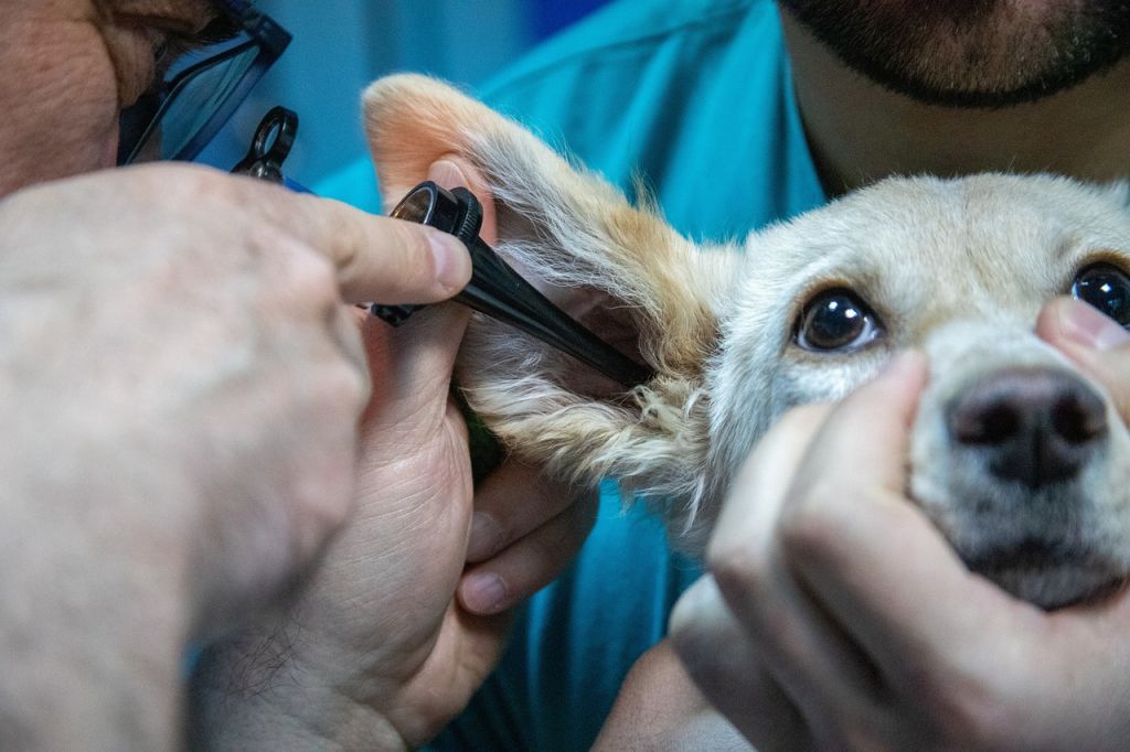 chien vétérinaire oreille