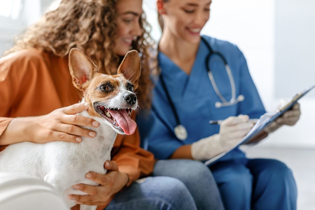 chien hospitalise veterinaire