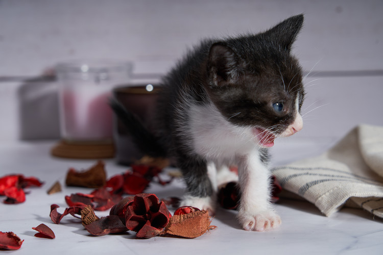 chocolat toxique chat