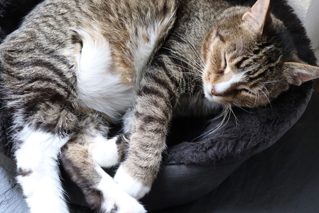 Chat qui dort dans son panier