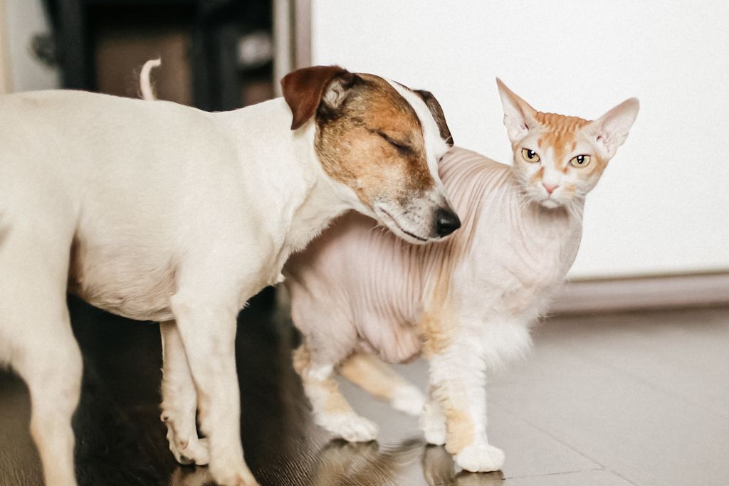 Chien et chat