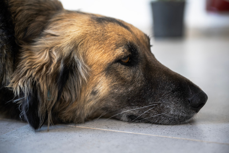 symptômes AVC chien âgé