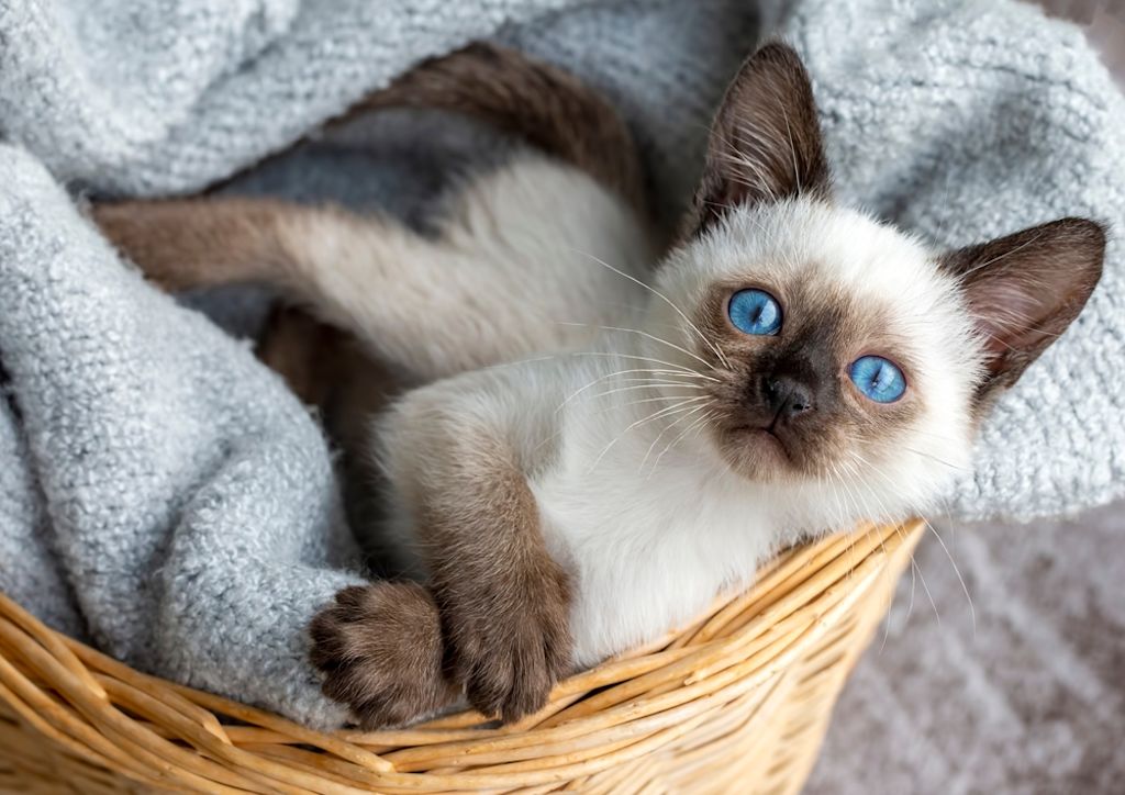 Gato Siamés: Carácter, cuidados y salud - Santévet