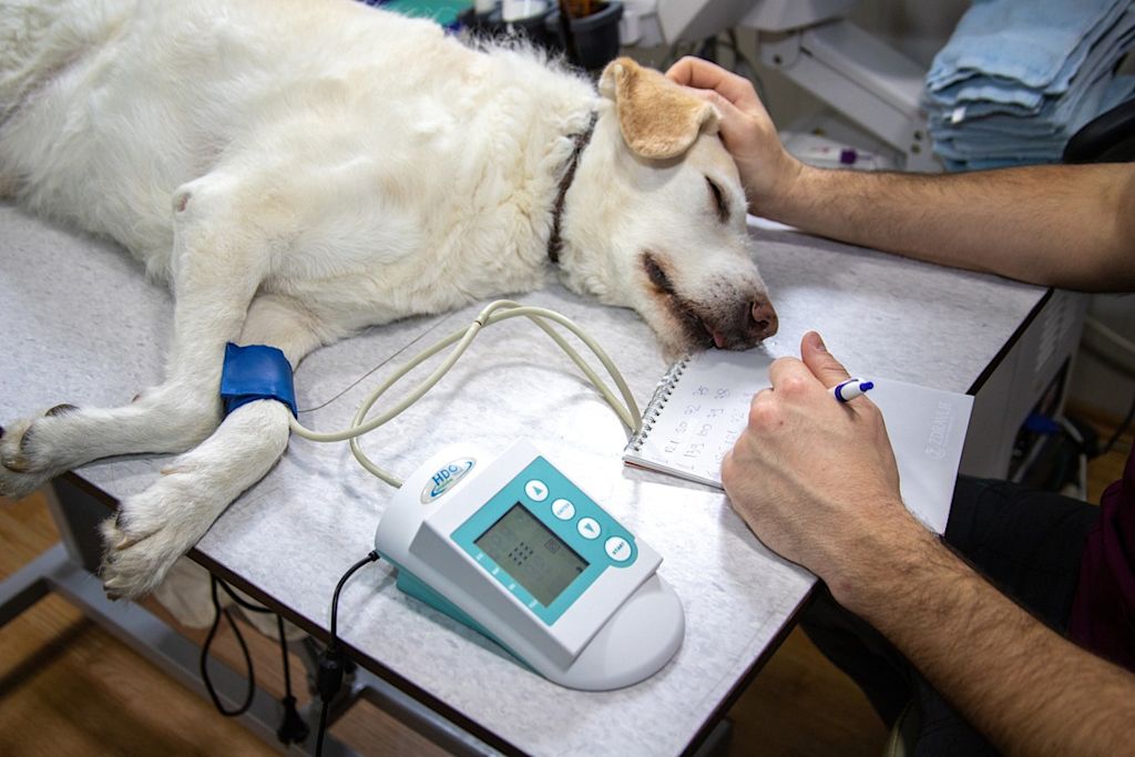 chien chez le vétérinaire