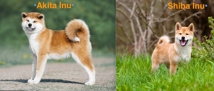 difference_entre_akita_inu_et_shiba_inu