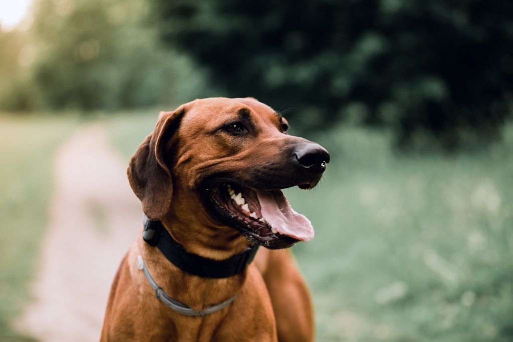 Chien dans la nature