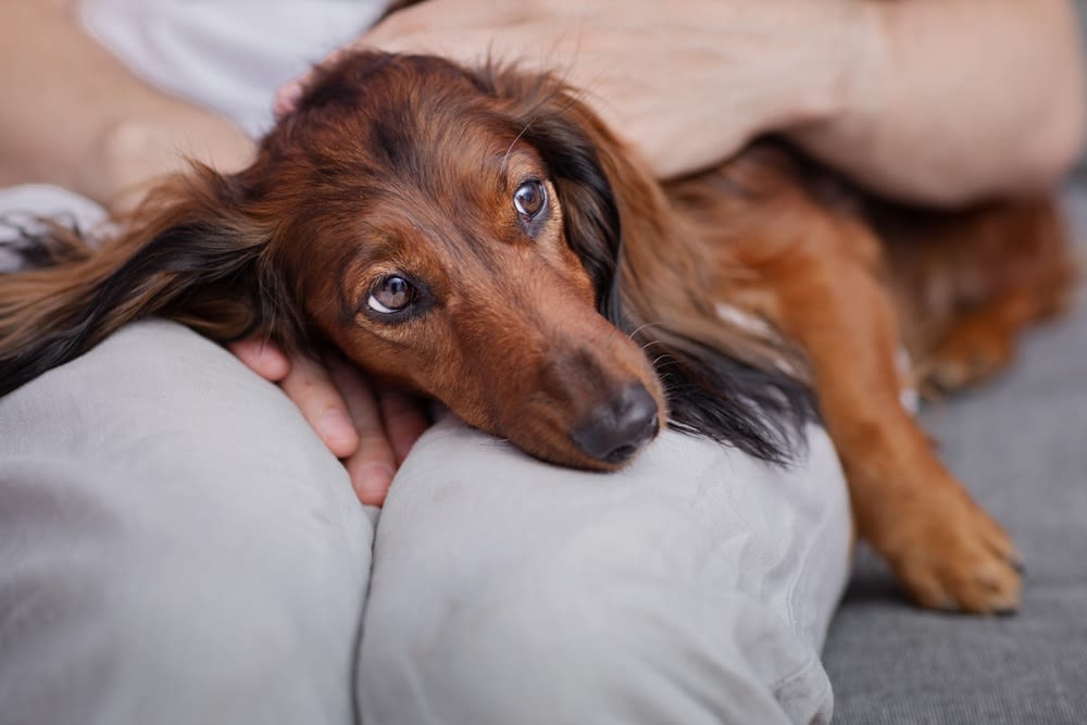 Ritratto intimo di un cane dachshund