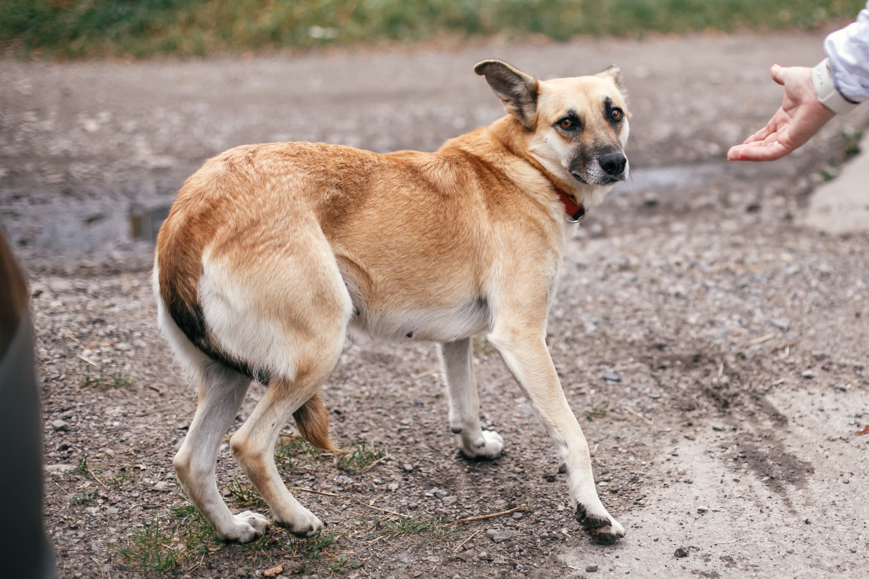 chien effrayé queue entre les jambes