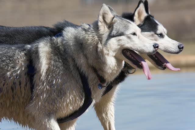 HUsky sibérien