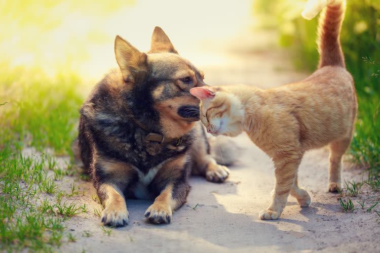 chien et chat ensemble