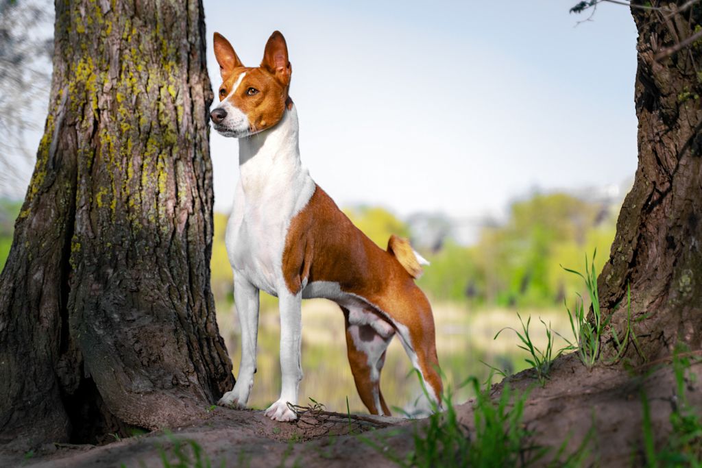 joli basenji