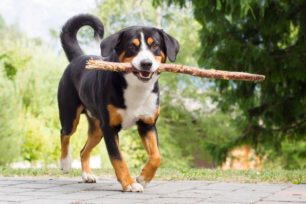 Entlebucher Sennenhond rust in zonnig gras