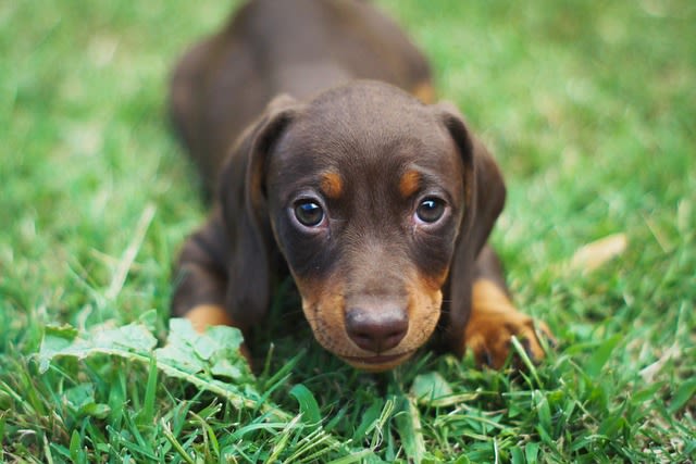 Chiot Kaninchen