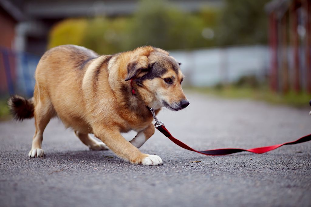 chien fatigue en promenade
