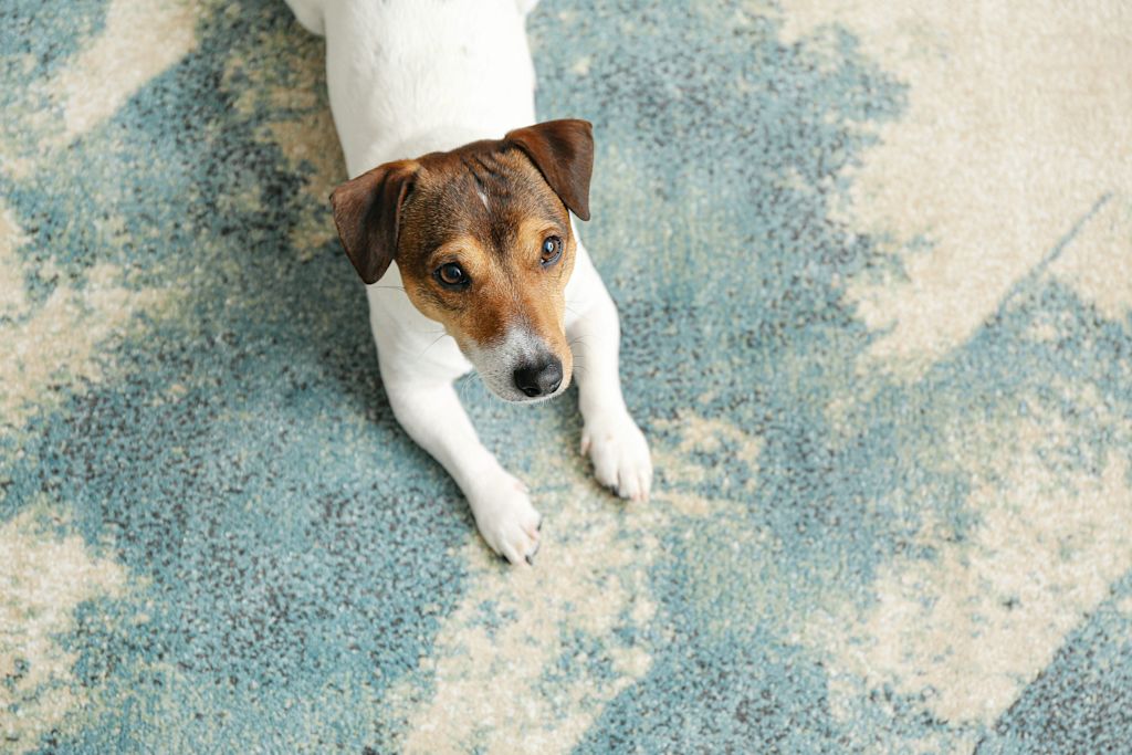 chien jack russell allonge