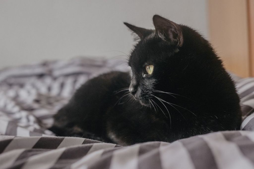 Chat noir sur un lit