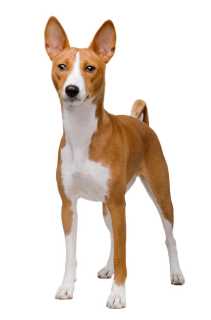 Basenji Race de chien Sant vet