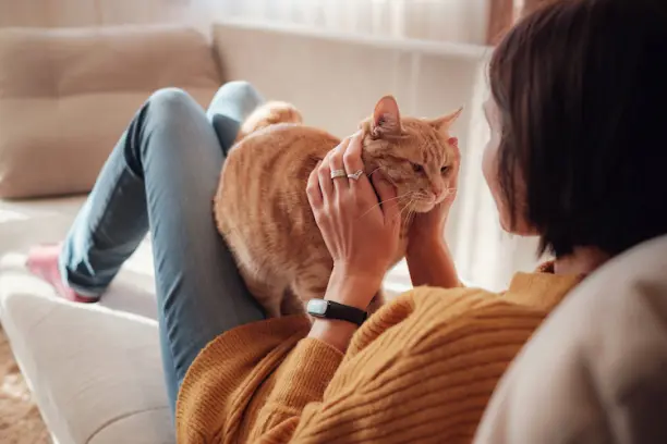 Quel médicament prendre contre l'allergie au chat ? - Santévet