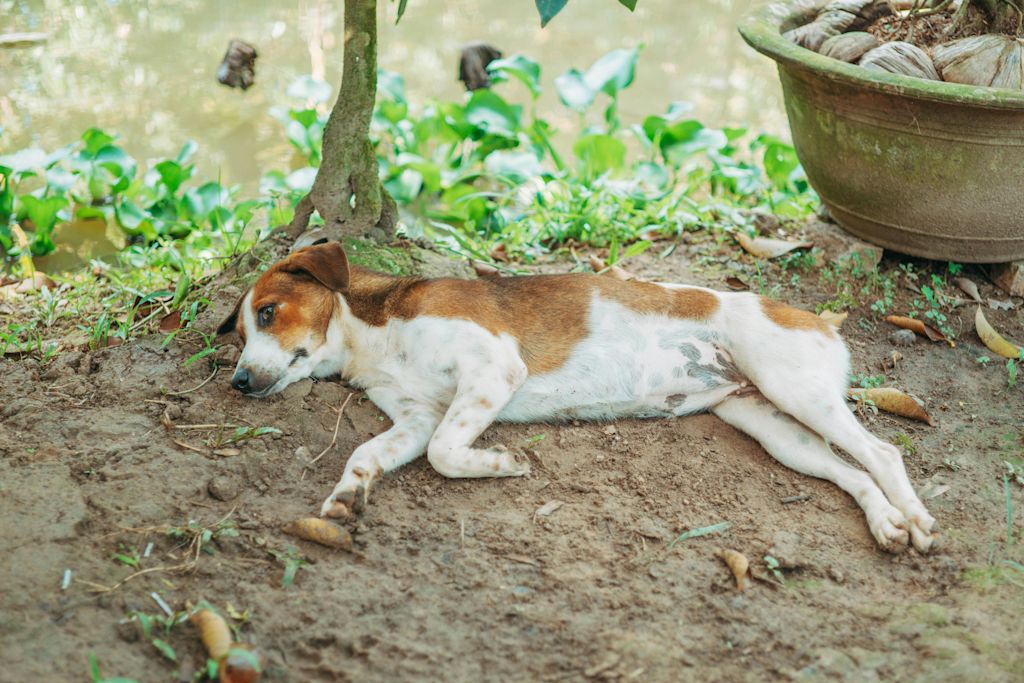 chien au repos