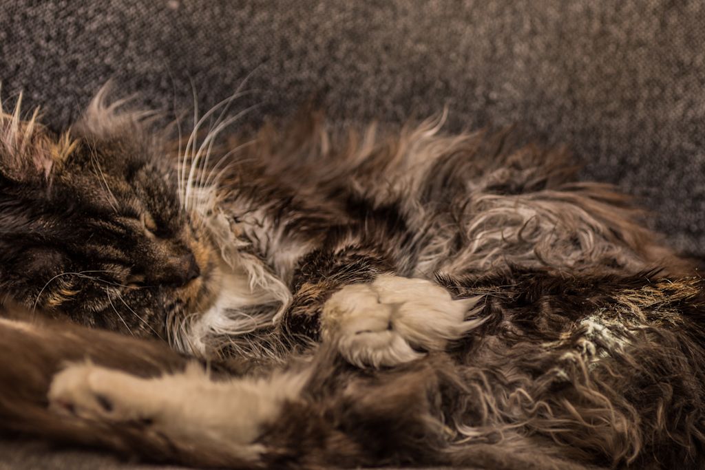 Chat qui a des noeuds