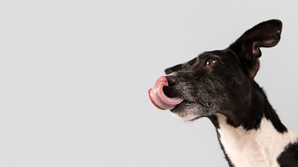 chien leche