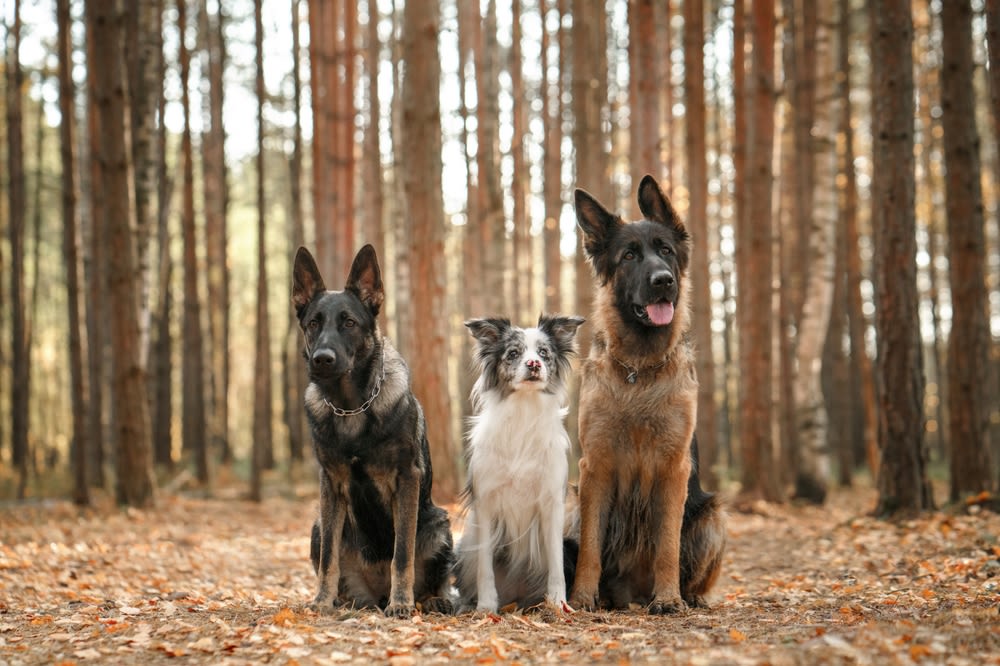 Perros pastores caucásicos