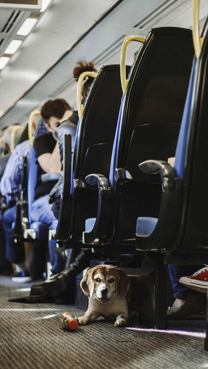 Chien assis dans le train