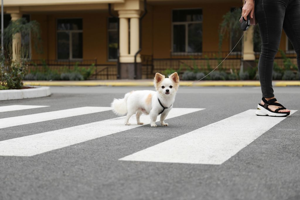 chien brulure coussinet bitume