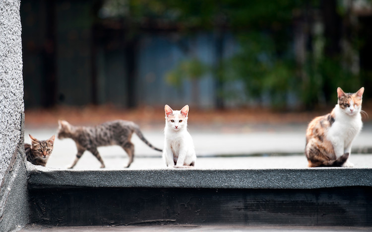 chats errants et sida