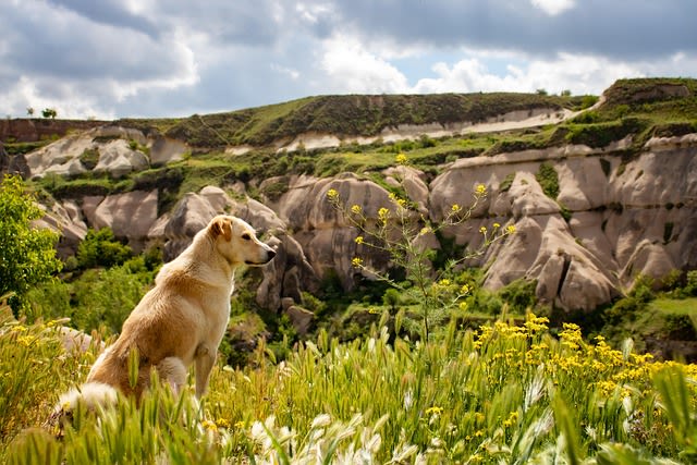 Chien en Randonnée
