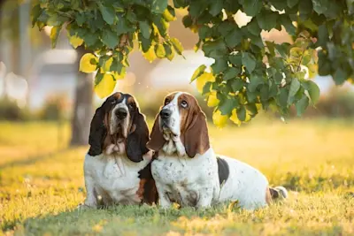 Basset Hound
