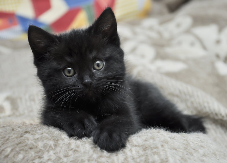 Le 17 août, c'est la Journée internationale du chat noir