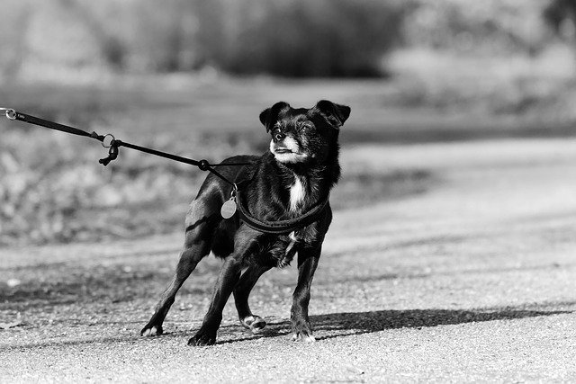 schwarzer hund zieht an leine