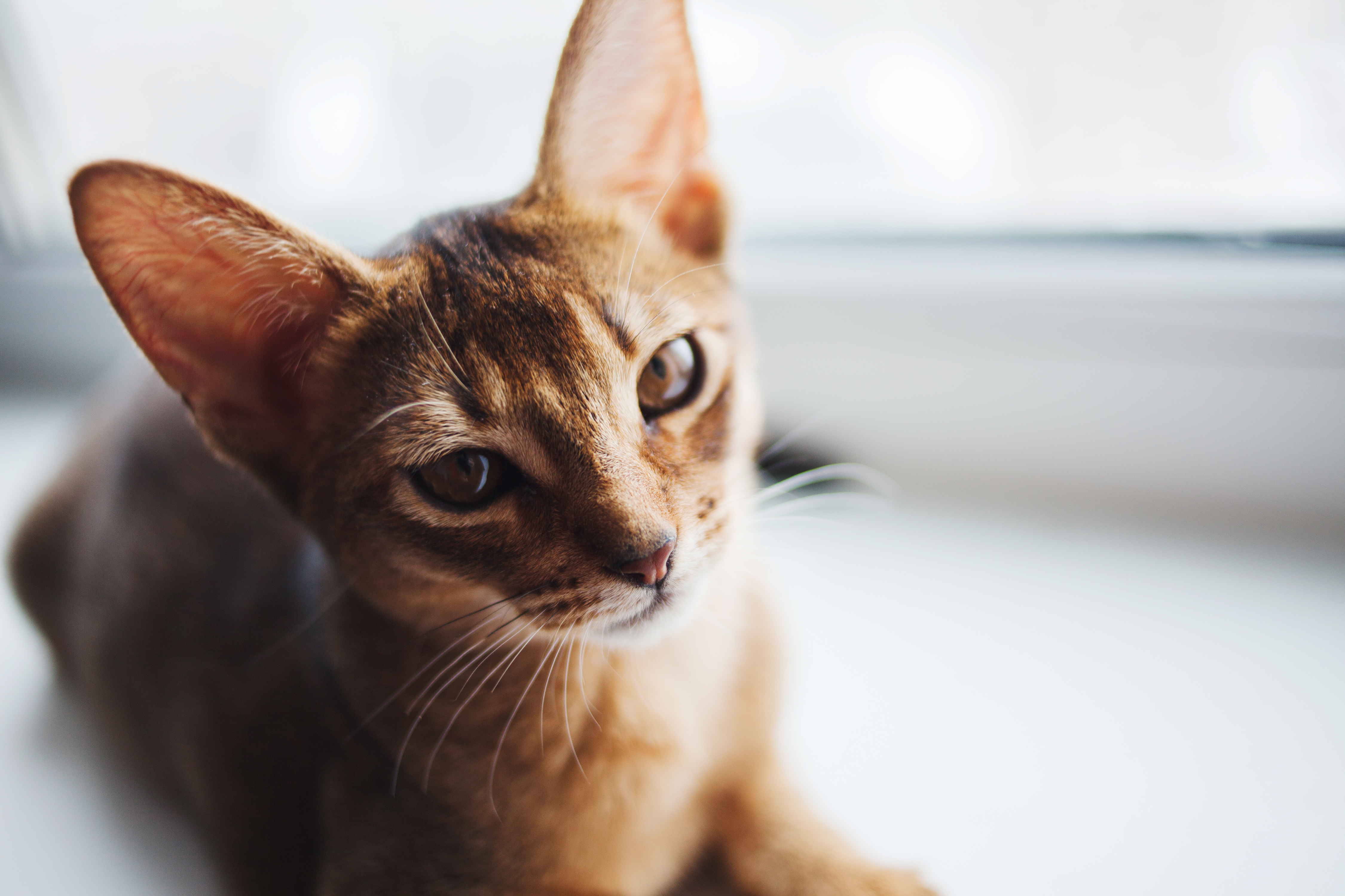Broche Chat Oriental Shorthair - Pour Les Passionnés De Félins - Occasion