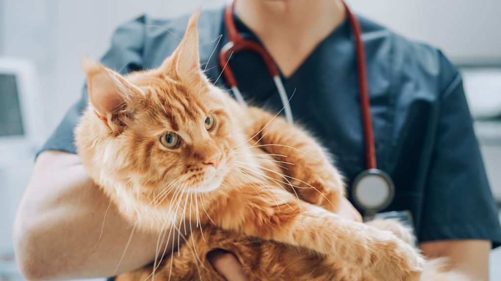 chat roux veterinaire sida