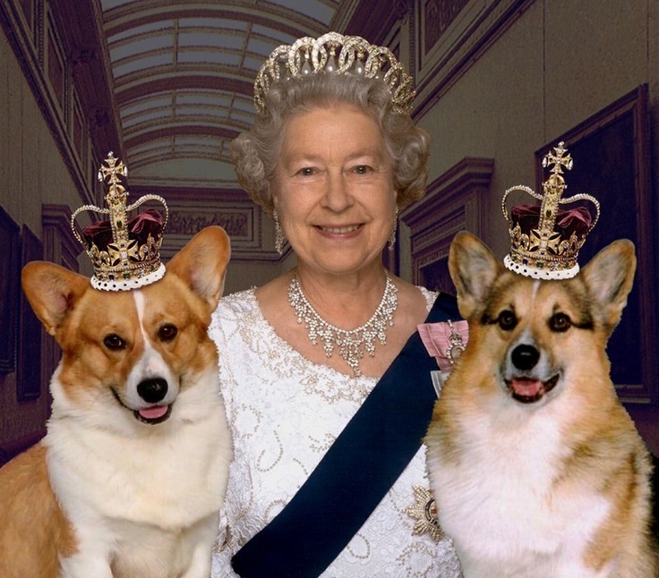 Reine Elizabeth II des corgis aux dorgis Sant vet