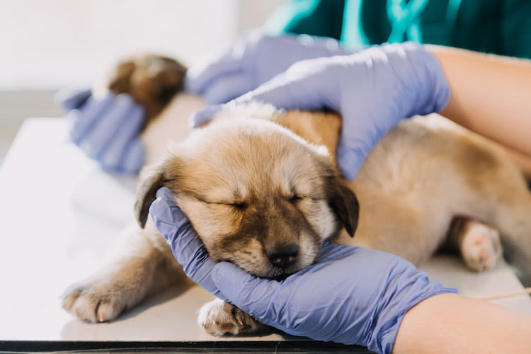 douleurs chien medcine naturelle