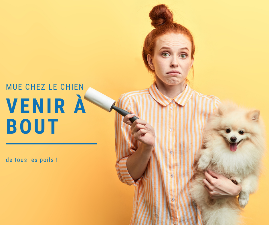 mue chez le chien comment lutter contre les poils