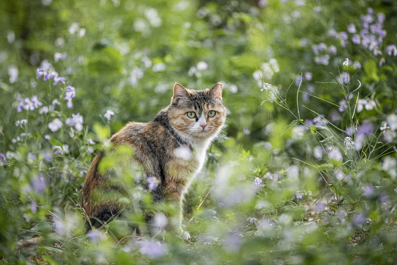 Chat dans des fleurs