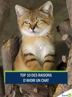 Le Chaton Fait Ronron, Quart – Tarifs 2024