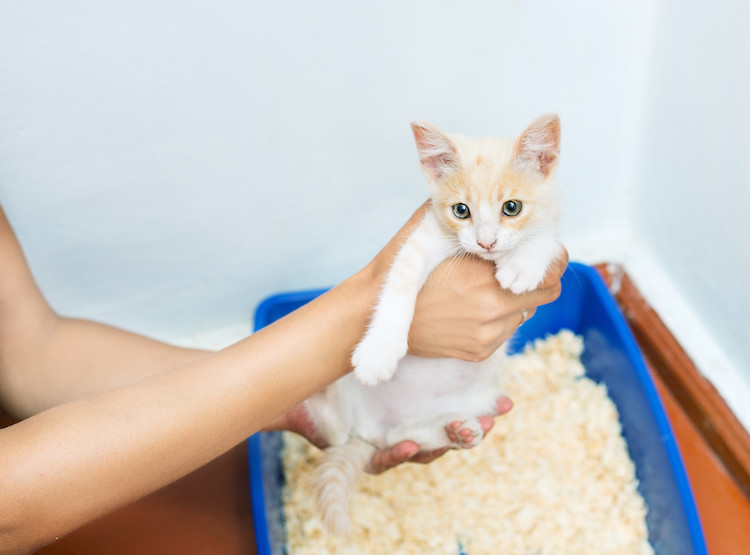 chaton litière propreté