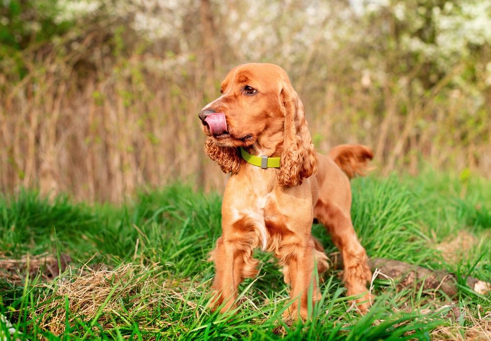 Cocker Spaniel