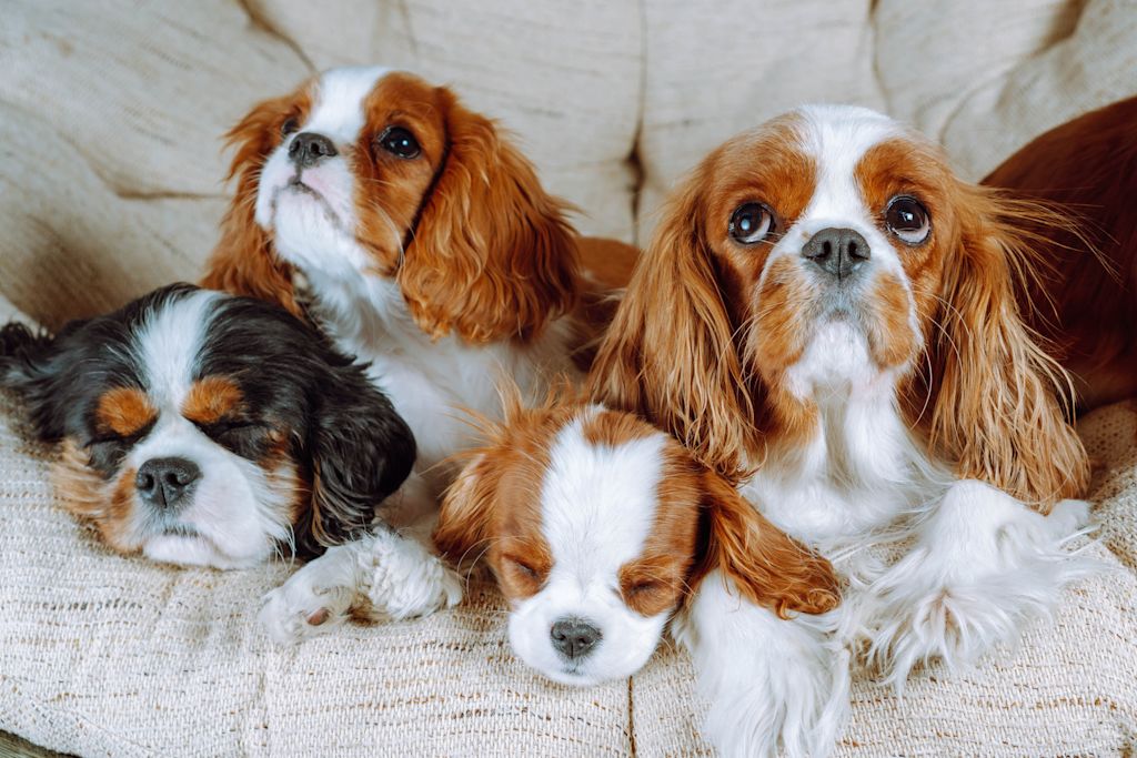 cavaliers king charles