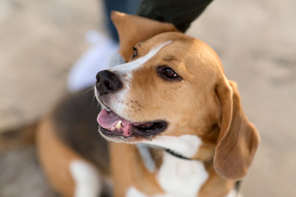 beagle qui sourit