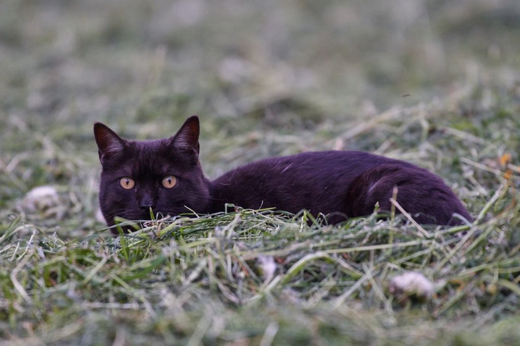 chat européen noir