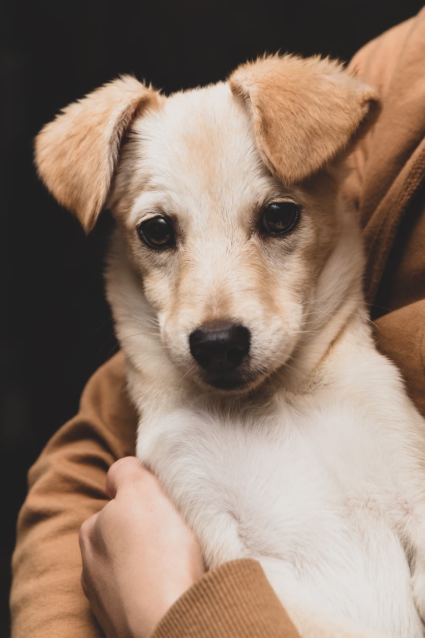 Chien dans les bras