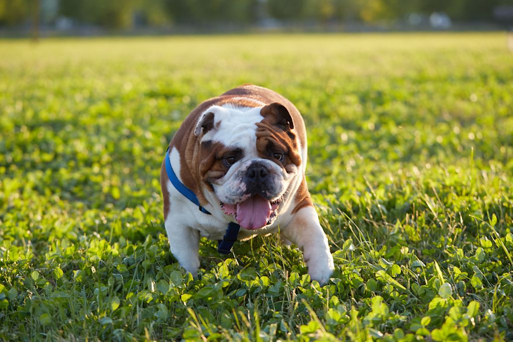 bulldog anglais joyeux