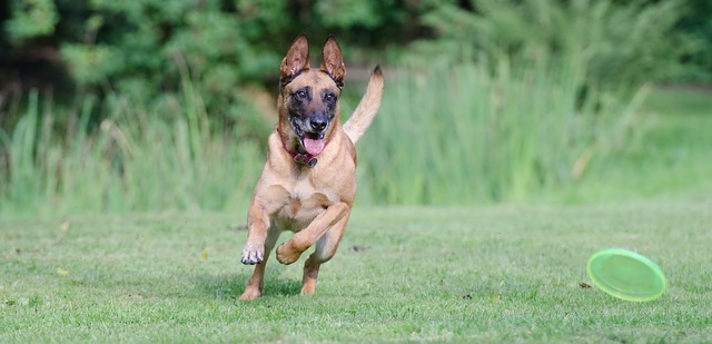 belgischer schäferhund frisbee