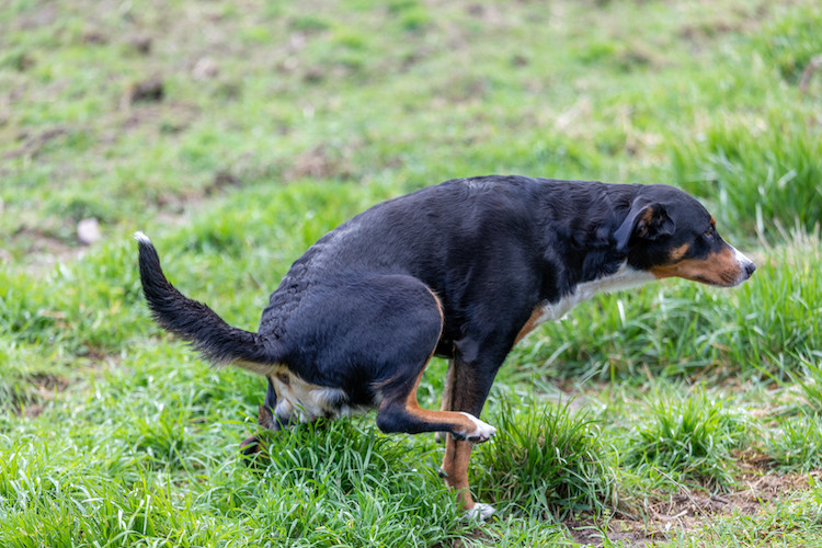 signes infection urinaire chez le chien