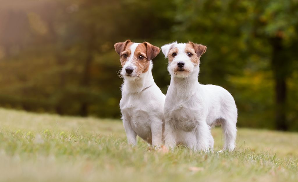 chiens Parson Russel Terrier